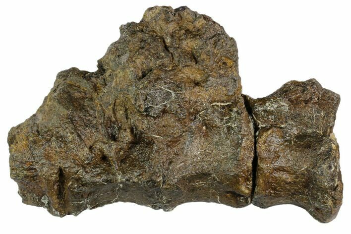 Three Fused Igaunodon (Mantillisaurus) Sacral Vertebrae - England #123556